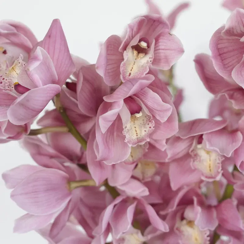 cymbidium-orchids-pinky-lavender-flower-wholesale-flowers-close-up_5005c_wzf95.webp