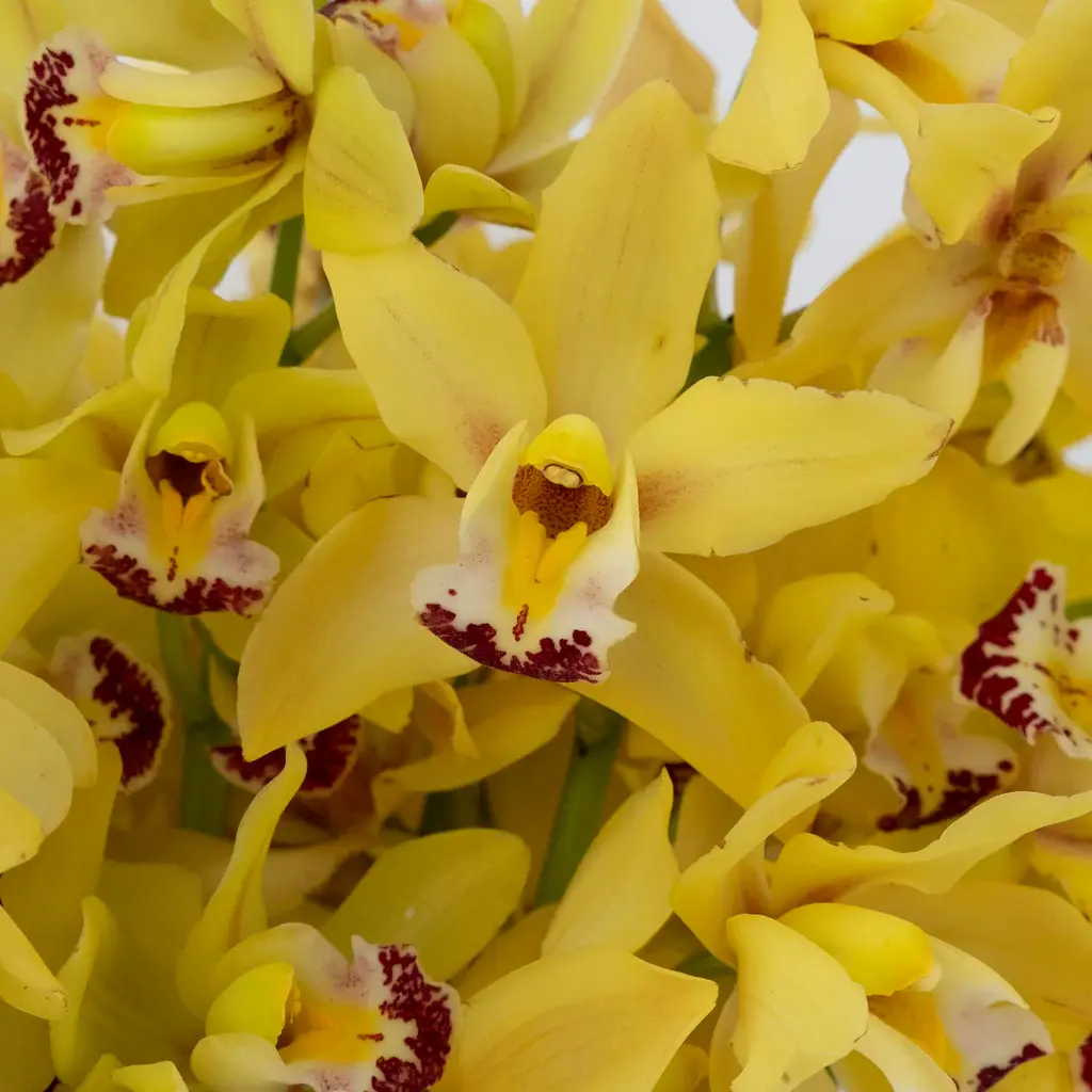 sunny-yellow-mini-cymbidium-orchids-close-up.jpg_3a7a.webp