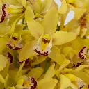 sunny-yellow-mini-cymbidium-orchids-close-up.jpg_3a7a.webp