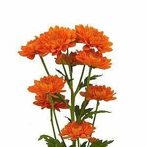 orange-cushion-mums-seasonally-available-235050.webp
