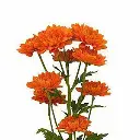 orange-cushion-mums-seasonally-available-235050.webp