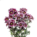 daisybicolorpurple_1_bd394815-a85b-4959-b357-763b95ed9218.webp