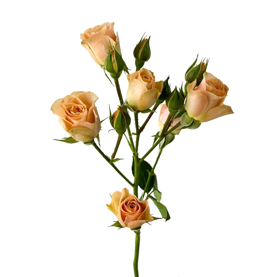 bulk-spray-rose-apricot (1).webp