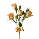 bulk-spray-rose-apricot (1).webp