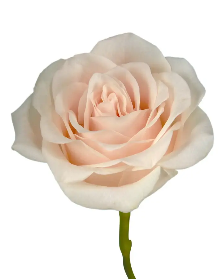 optimized_1760488360.webp