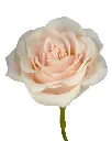 optimized_1760488360.webp