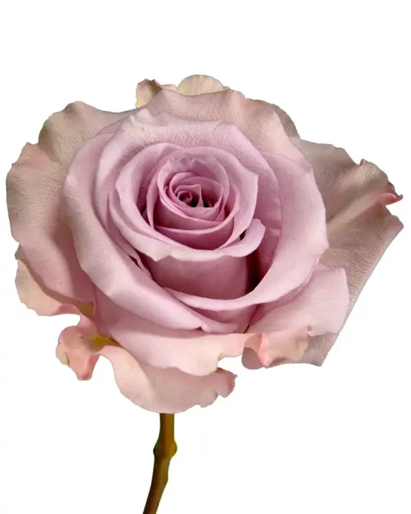 optimized_1760488145_600x.webp