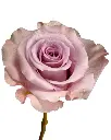 optimized_1760488145_600x.webp