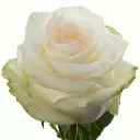 Candlelight.webp