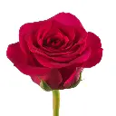 QUEENBERRY-1-oqtw9qxu6mh4zld7lk2qjybh0h0th0w9pi9rwqla8g.webp