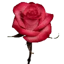 AMIRA2.webp