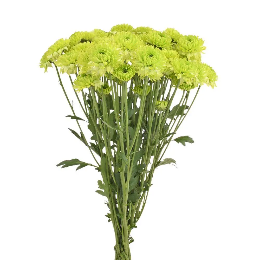 4629-esmeralda-farms-pompon-novelty-takashi-2.webp