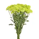 4629-esmeralda-farms-pompon-novelty-takashi-2.webp