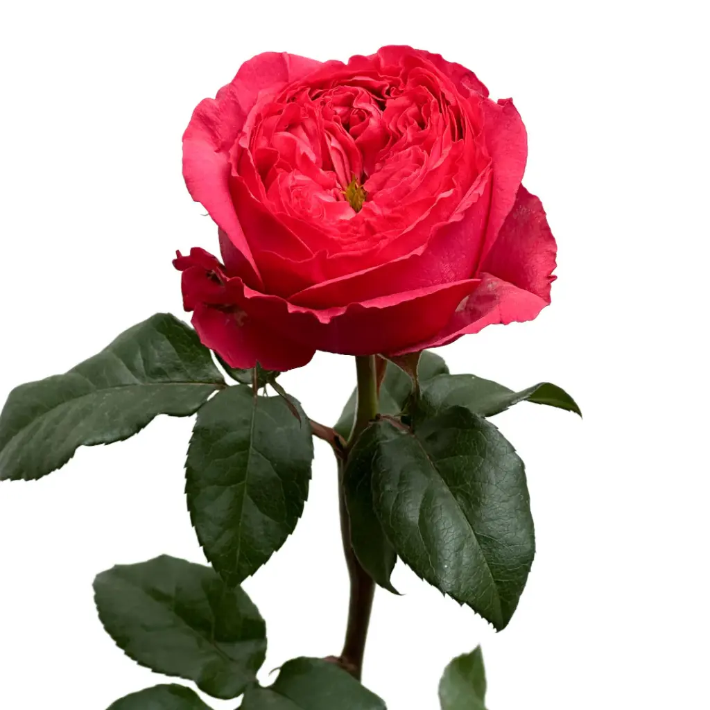 Wholesale-Rose-Garden-Boomerang.webp