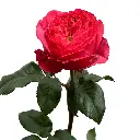 Wholesale-Rose-Garden-Boomerang.webp