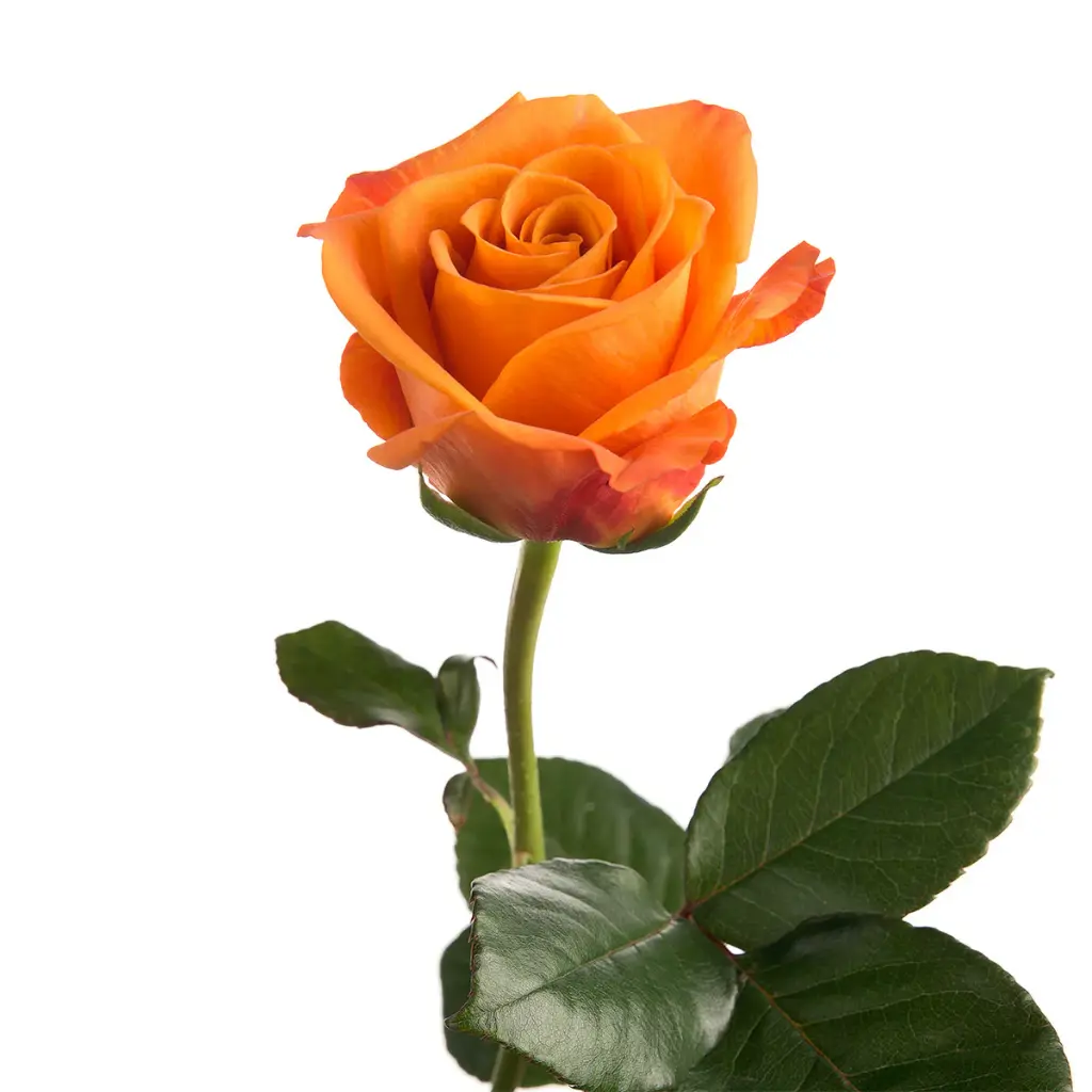 Nexus-Rose.webp