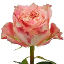 countrylouise-rose-389ba49e.webp