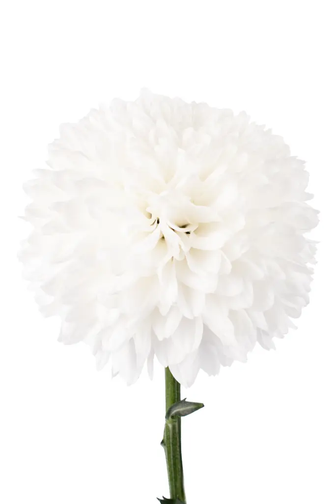 MUM-BALL-SUPERBOWL-WH-frontal-1980x2970.webp