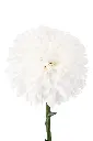 MUM-BALL-SUPERBOWL-WH-frontal-1980x2970.webp