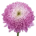 HOW-SWEET-prroluq6nkrt4sqy2goyexhqldju9nqd3uk39258nk.webp