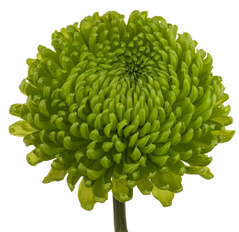 ALEMANI_1.webp