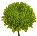 ALEMANI_1.webp