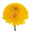 PALADOV-SUNNY-1-oqtw9qxu6mh4zld7lk2qjybh0h0th0w9pi9rwqla8g.webp