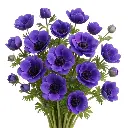 blue-anemones-1.webp