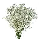 WILD-PEARL-1-1-oqtw9qxu6mh4zld7lk2qjybh0h0th0w9pi9rwqla8g.webp