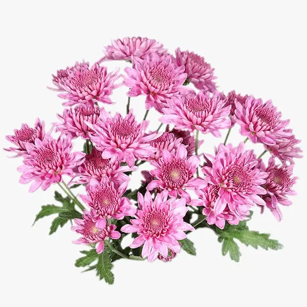 candor-pink-chrysanthemum-front-view.webp