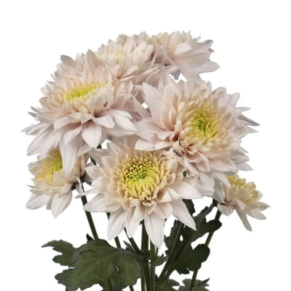 Pasion-Romancero-Square.webp