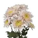 Pasion-Romancero-Square.webp