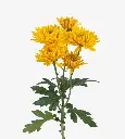 cushion-almendra-solkiss.webp