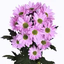 Untitled design (39).webp