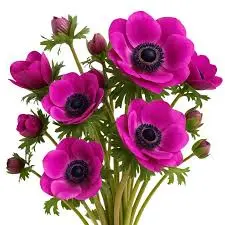 images (2).webp