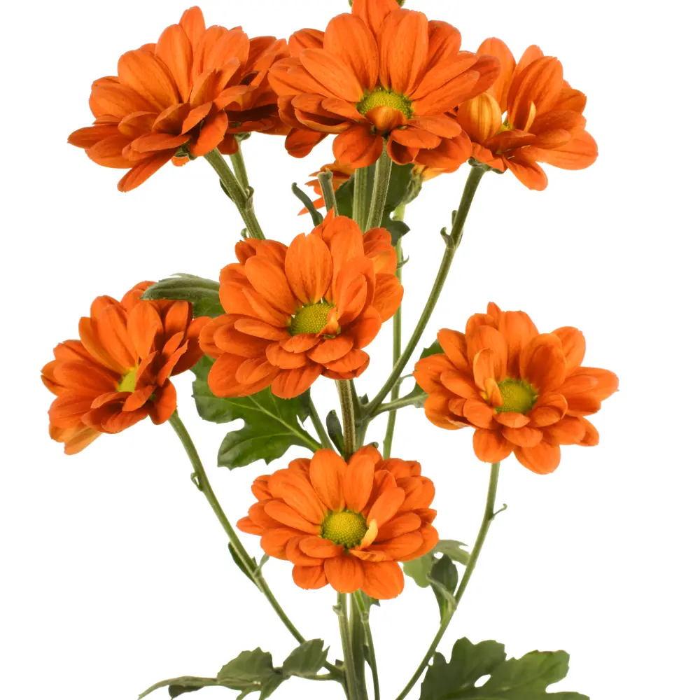 DAISY-MELINDA-BZ-frontal-2-rhm15xde18rjhzopv1j88e723w5oc5kuyva6y3snio.webp