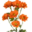 DAISY-MELINDA-BZ-frontal-2-rhm15xde18rjhzopv1j88e723w5oc5kuyva6y3snio.webp
