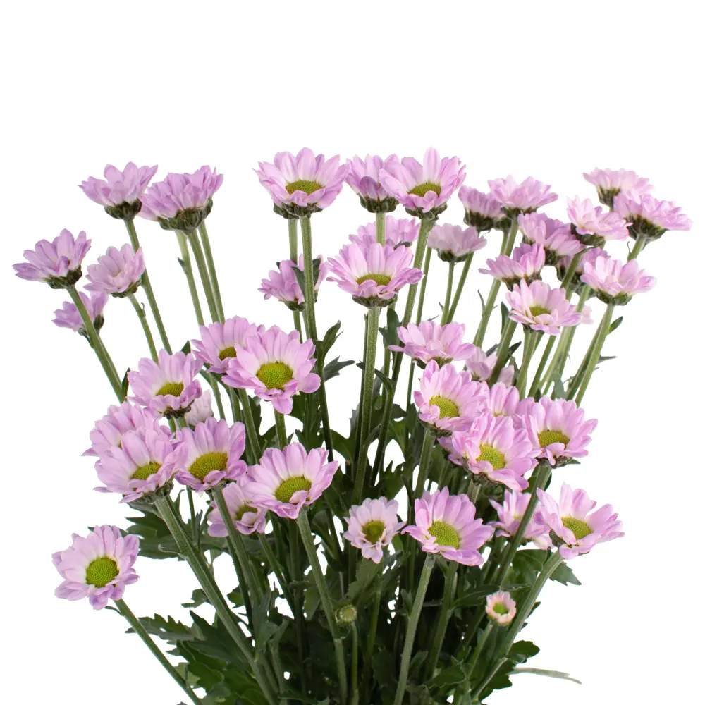 INCONFETTI-DB68056-frontal-rl3kffwbnrx66ua207jd593eboj66njz901yqoi040.webp