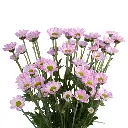 INCONFETTI-DB68056-frontal-rl3kffwbnrx66ua207jd593eboj66njz901yqoi040.webp