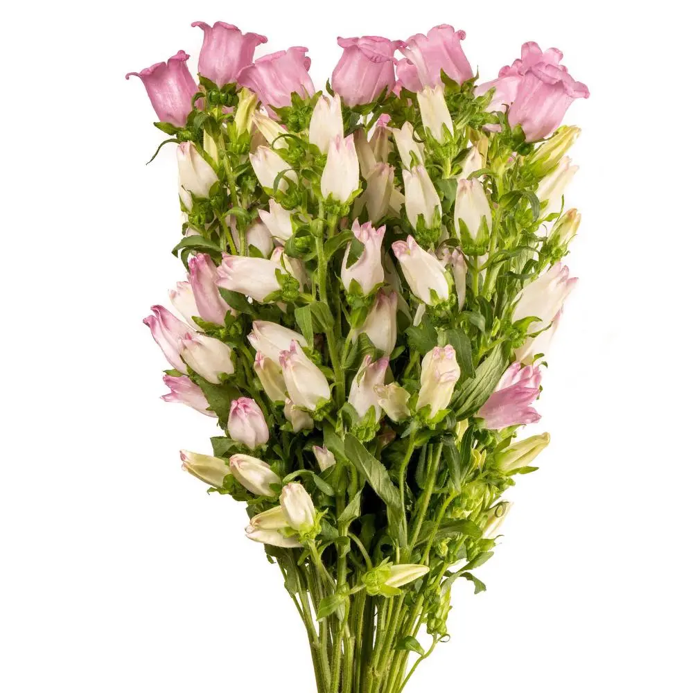 570-esmeralda-campanula-champion-pink.webp