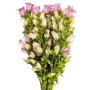 570-esmeralda-campanula-champion-pink.webp