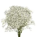 XLENCE-FRONT-otmcrtaqw6c4e180p5prifmxgl1mzzb82avdfsjw28.webp