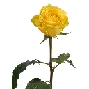 E (13).webp