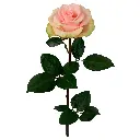 ST_ABSOLUT_IN_PINK_2.webp