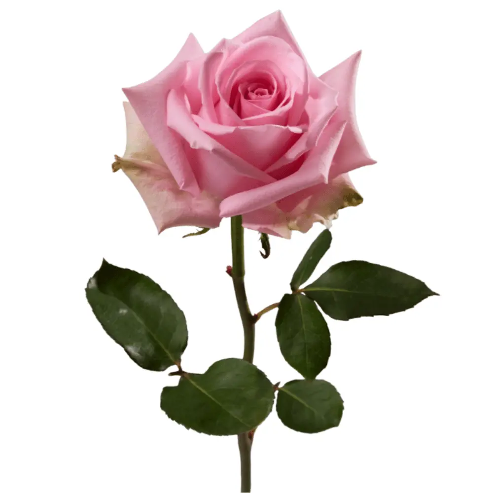 E (15).webp
