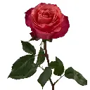 E (18).webp