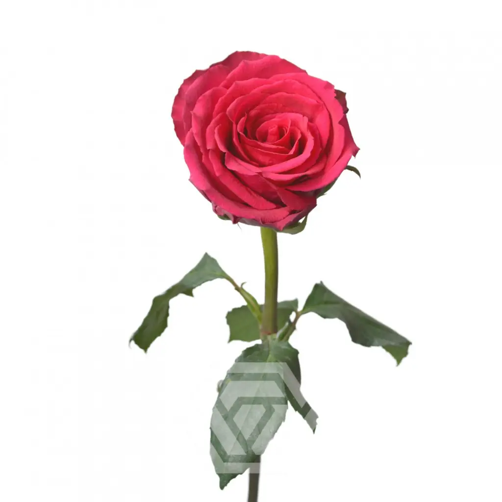 Born-Beauty_Best-Fresh-Import-3.webp