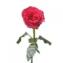 Born-Beauty_Best-Fresh-Import-3.webp