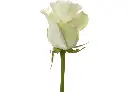 Alba_1.webp