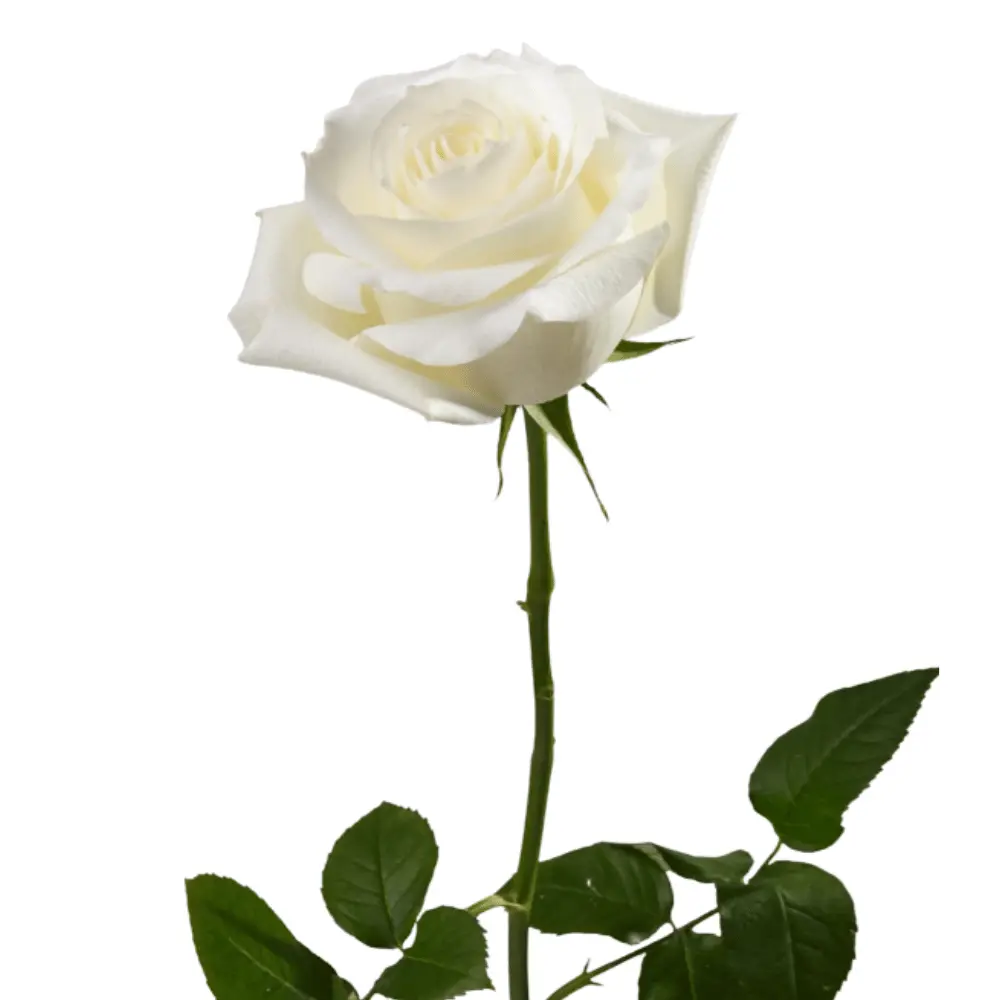 E (21).webp